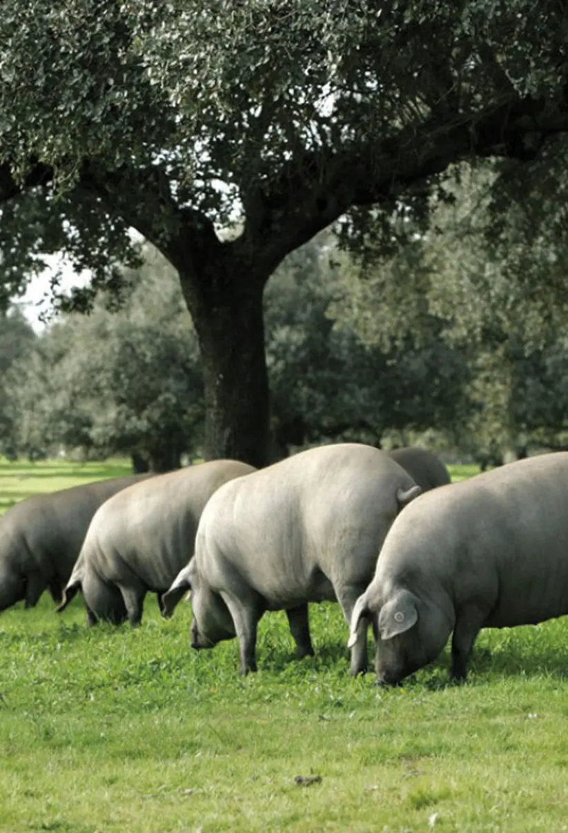 Ibéricos Montellano - Cerdos comiendo bellota